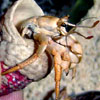 Hermit Crabs
