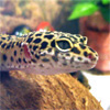 erivera's leopard gecko
  http://leopardgecko.erivera.org
